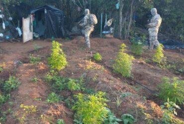 Operação Nárke II